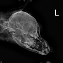 동물병원알루 이미지