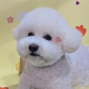 몽몽바블펫# 이미지