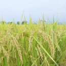 밥풀과학 이미지