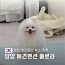 플로라펜션 | 양양 애견 동반 숙소 플로라 오션뷰 애견 펜션