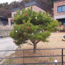 내성리 Daum카페