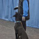 블루 독 스쿨 이미지