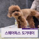 스퀘어독스 롯데남악점 이미지