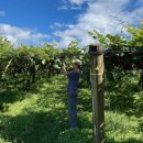 호우농장 | [뉴질랜드워홀 Ep.6] 3주차 타우랑가 키위농장 시즌잡/첫 페이데이 주급 얼마 받았을까/F45 프사오 서울...