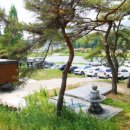 소야 솔밭 이미지