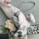 마이핫독 이미지