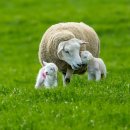 가사목장 이미지