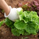 마이유기질비료 이미지