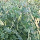 영찬농장 이미지