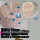 뚜데이케이크 네이버블로그