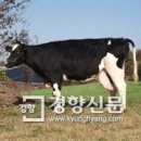 애린목장 경향신문