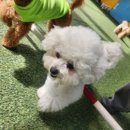 포롱도그 이미지