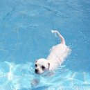 박동물종합병원 이미지