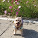 소담하개 | [경기광주 애견수제간식맛집] 17살 노견 입맛 살린 소담하개, 쿠팡이츠 배달 찐후기!