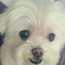 해피