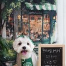 트레밍MM 이미지