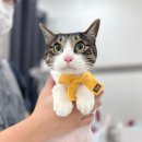 w고양이미용센터,호텔 이미지