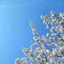 은해사 벚꽃길 이미지