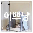 제주 이쁘냥 고양이미용실 | [제주도, 아라일동] 제주무마취고양이 미용전문, 제주고양이미용실: 제주 이쁘냥