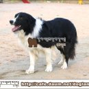 보더 콜리 (Border Collie) 이미지