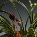 칠보단장 이미지