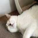한호동물병원 네이버블로그