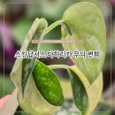 마하리 | [🌱] 스킨답서스 무늬 변화 마하리카편