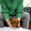 일산 강아지분양 스마트독 이미지