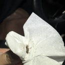 한효(아) 이미지