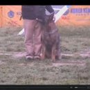 한국애견대학 이미지