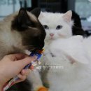명지종합동물병원 이미지