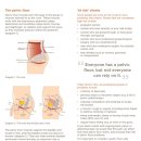 ＜나눔자료-2014-03-11＞ 골반저근 : Pelvic Floor muscle / 골반저근의 잘못된 트레이닝은 방광과 장에 악영향을 줄수도.. 이미지
