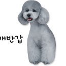 부산애견대학 이미지