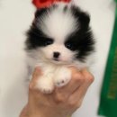 강아지분양 타임도그 애견샵 목동점 이미지