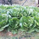 모시개민박 이미지