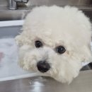 비마인 독 이미지