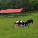 궁촌목장 | 아이와 함께 강원도 여행 알차게 즐기는 코스~ 초간단 정리 소개 코로나 강원도 갈만한 곳