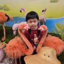 테지움사파리 | 제주 테디베어하우스 테지움 서부 서쪽 관광지 투어패스 소요시간