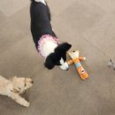 뽀뽀뽀하개 이미지