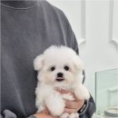 천안강아지분양 우리집퍼피 천안아산본점 (하이도그) 이미지