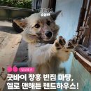사단법인 지구촌사랑나눔 | [유기견 입양 후기] 장흥 시골 방치견에서 맨해튼 뉴요커로!