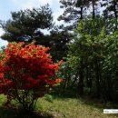 서봉산산림욕장 이미지