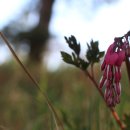 이선봉 묘역 이미지