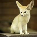 여우PC방 이미지