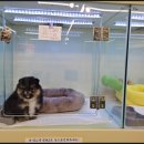 대구강아지분양 마마스미독 본점 이미지
