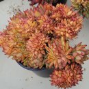 철화농장 이미지