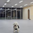 댕동산 | 시흥 배곧 애견카페 | 댕동산 방문 솔직후기