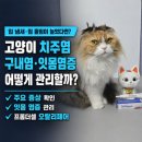 더셀 | 고양이 치주염 구내염 증상과 잇몸염증 관리는? 고양이 구내염약 프롬더셀 오랄리페어 사용 후기