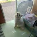 퐁이네 애견 이미지