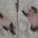 판다27 이미지